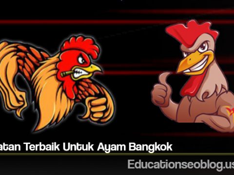Perawatan Terbaik Untuk Ayam Bangkok