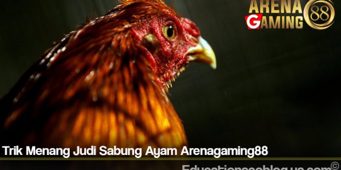 Trik Menang Judi Sabung Ayam Arenagaming88